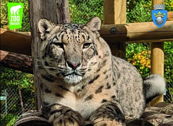 Braşovenii, invitaţi la ziua leoparzilor zăpezilor