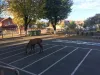 Cerbul care a întârziat la curs