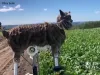 Metoda japoneză  