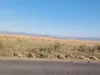 A lăsat în urmă zeci de oi moarte