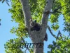 4 „orfani” la Zărneşti
