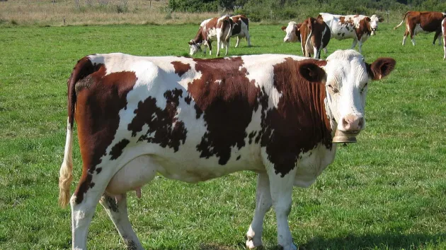4 arestări în cazul furturilor de vaci de rasă, de 1.400 de euro bucata