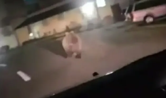 Urs pe străzile din Victoria