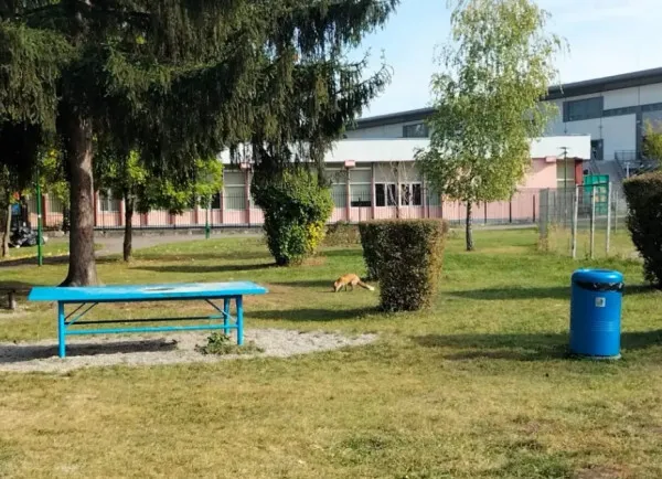 O vulpe şi-a făcut „casă” în Parcul Tractorul