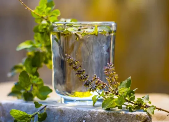 Beneficiile busuiocului sfânt  