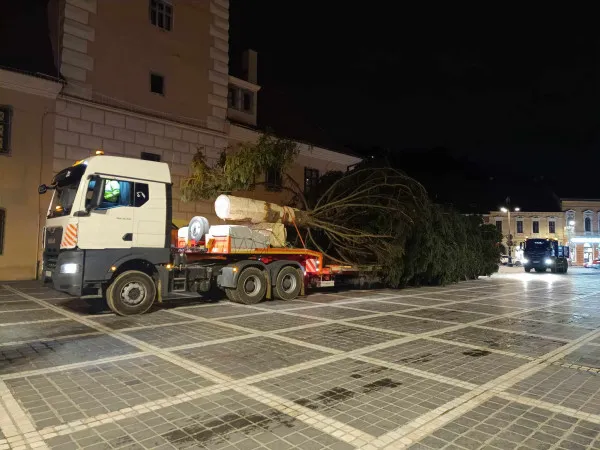 Bradul de Crăciun al Braşovului a ajuns în Piaţa Sfatului. Are 23,5 metri şi 73 de ani 
