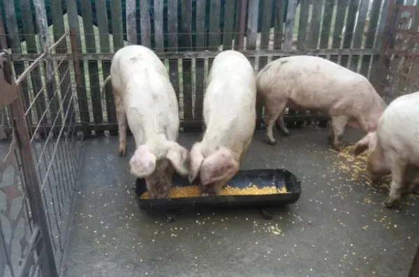 Porcii crescuţi în gospodărie nu mai pot fi vânduţi. Şi nici carnea lor