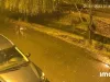 Cu 6 porci şi 4 urşi la poartă