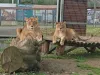 Zoo Braşov plăteşte 4,73 milioane de lei pentru apa din pârâul din vecinătate  