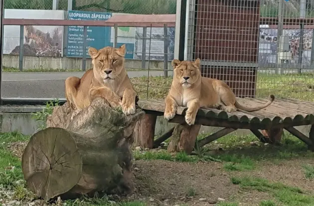 Zoo Braşov plăteşte 4,73 milioane de lei pentru apa din pârâul din vecinătate  