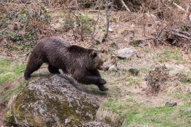 41 de urşi, ucişi în judeţul vecin. Pagube de 1 milion de lei