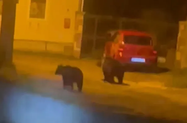 Ursul de oraş, filmat iar