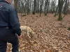 Contribuția serviciilor de dresaj canin în îndeplinirea obiectivelor proiectului „Implementarea  Planului național de acțiune pentru conservarea populației de urs brun din România”