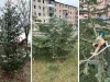Autoservirea „Bradul”