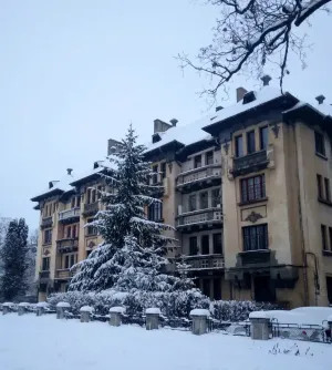 Bradul de pe Beethoven: unii îl plâng, alţii înjură Primăria