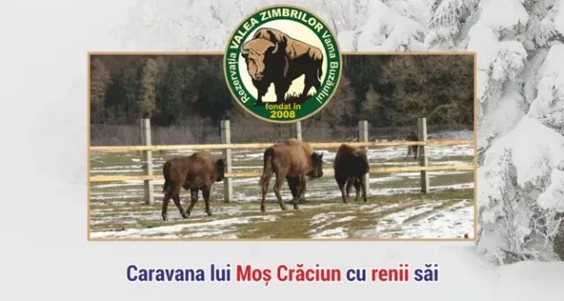 Ziua Porţilor Deschise, duminică, în Rezervaţia de zimbri de la Vama Buzăului