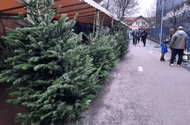 Pomii de Crăciun ar putea apărea azi în pieţele din Braşov 