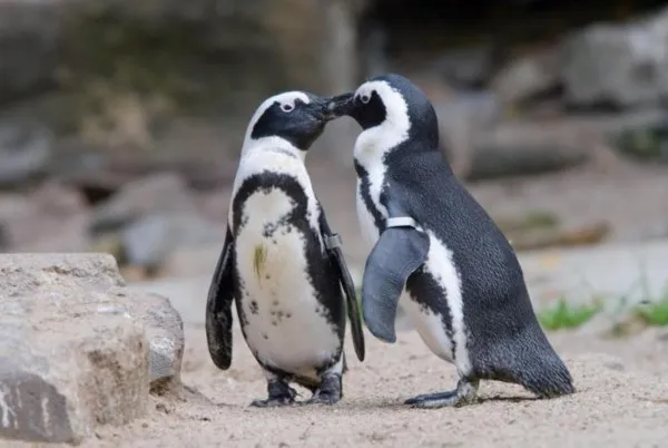Zoo Braşov va avea noi locatari: 20 de pinguini, 4 lei de mare şi două foci