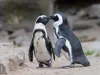 Zoo Braşov va avea noi locatari: 20 de pinguini, 4 lei de mare şi două foci