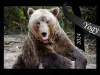 A murit Yogi, al doilea cel mai bătrân urs