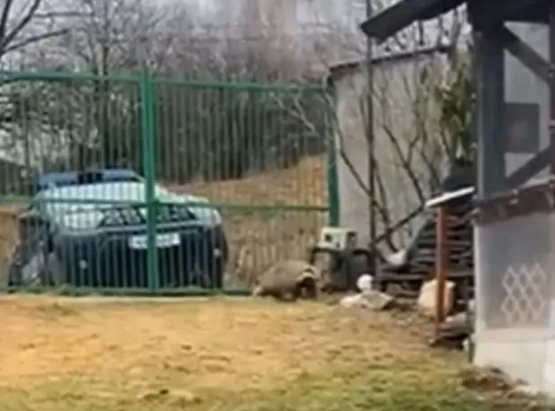 Alertă, bursuc!