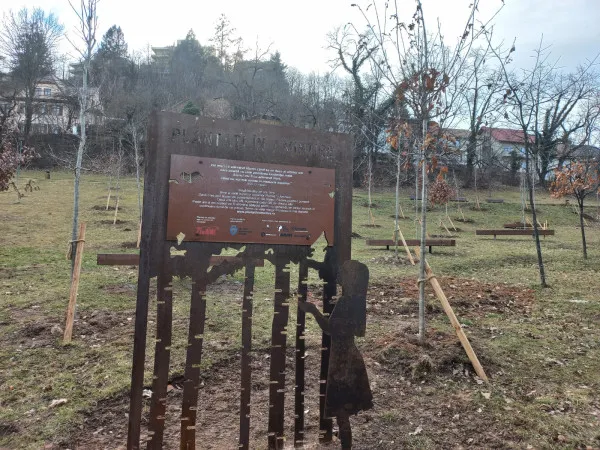 „Copacii-mormânt” au fost plantaţi. Au cod QR, ca să poţi citi despre cel ce a fost