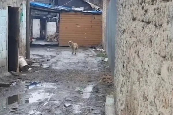 Tărlungeniul, invadat de câini