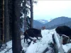 Mistreți la plimbare, în Piatra Craiului