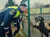 Cu ce se mai laudă Poliţia Locală Braşov