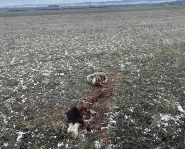 Terorizaţi de atacurile lupilor