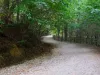 Primăria vrea să lumineze drumul vechi spre Poiana Braşov