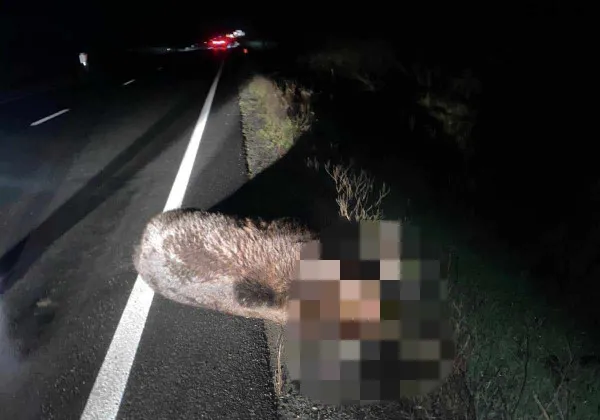 Urs mort pe DN1, după ce a fost izbit de o maşină