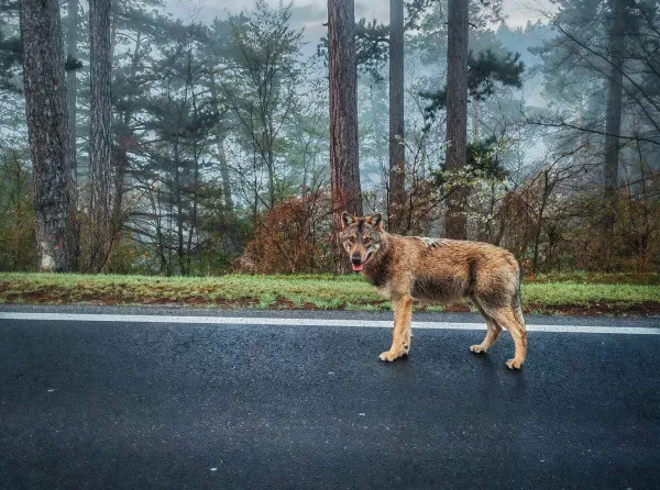 A fost lup, a  fost câine?