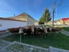 3 din 30, cu 300 de vaci în faţa Primăriei. La Bod, şi bogaţii plâng