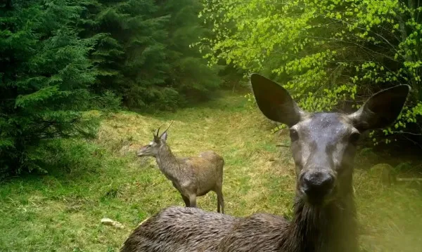Selfie cu o ciută plouată
