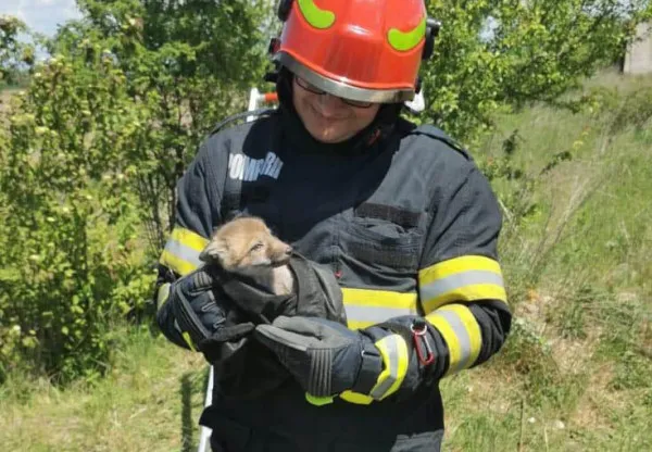 Un pui de vulpe buclucaş şi curios