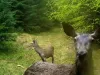 Selfie cu o ciută plouată