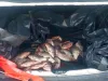 Sâmbăta de Jos: Polițiștii i-au lăsat fără 136 kilograme de pește