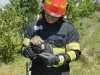 Un pui de vulpe buclucaş şi curios