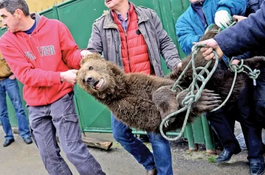 Cât ia un veterinar „chemat la urs”