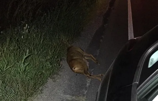 Căprioară lovită şi abandonată pe Drumul Poienii