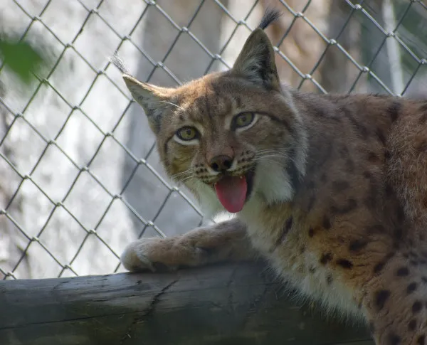 Ea e Hapciu, cea mai iubită... pisică de la Zoo Braşov 
