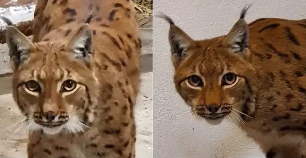Azi, ziua râsului la Zoo Braşov