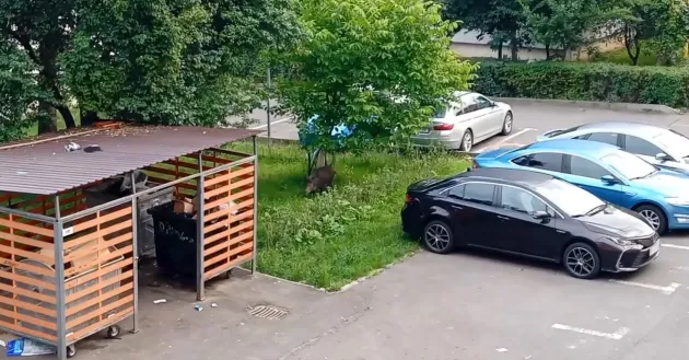 Un mistreţ, „ca la el acasă”
