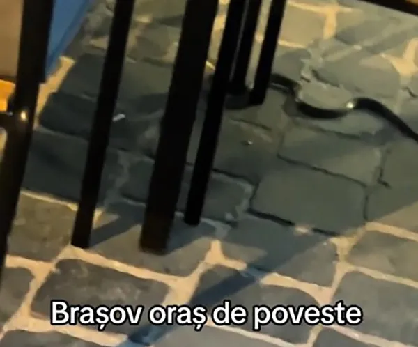 Căldura scoate reptilele… în Centrul Braşovului