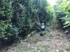Din 1 august, o nouă campanie de combatere a rozătoarelor din Braşov