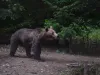 114 alerte de urs prin numărul 112 în municipiul Braşov. În 75 de situaţii, animalele au dispărut înainte să ajungă echipele de intervenţie