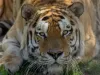 Ziua Internaţională a Tigrului, la Zoo Braşov, cu jocuri, ateliere şi concursuri