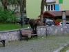 Harghita: 13 apeluri pentru urşi într-o săptămână