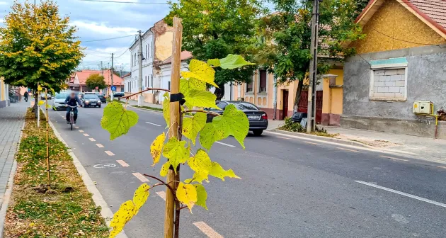 Primăria Făgăraş pune la bătaie peste 430.000 de lei pentru întreţinerea spaţiilor verzi